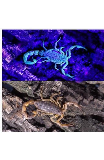 Lanterna led Luz Negra Escorpião USB Militar